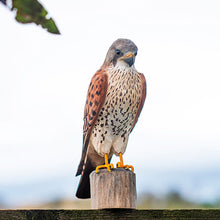 Lade das Bild in den Galerie-Viewer, Turmfalke Wildlife Garden